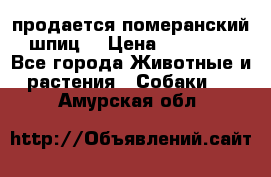 продается померанский шпиц  › Цена ­ 35 000 - Все города Животные и растения » Собаки   . Амурская обл.